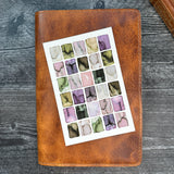 Butterfly Swatches Art Print